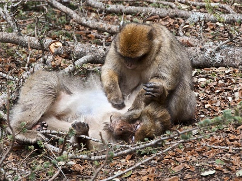 wild_animal_morocco_trek