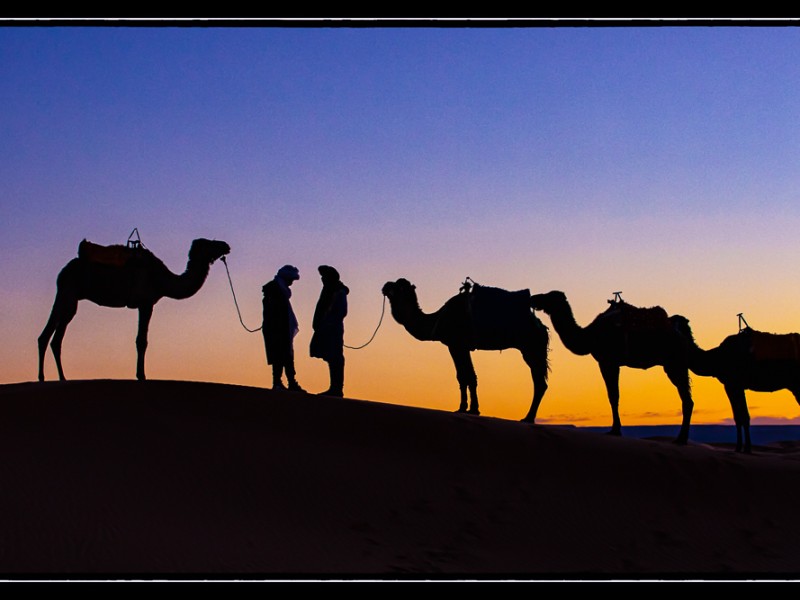 Camels_on_Erg_Chebbi_Dunes_3_Merzouga_Dune_Camp__Morocco_1