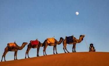 Palmeral y dunas del lecho de un río Draa