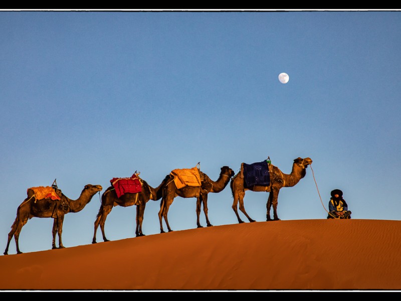 Camels_on_Erg_Chebbi_Dunes_Merzouga_Dune_Camp__Morocco