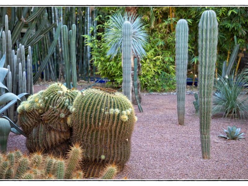 Jardin_Majorelle_3_Marrakech_Morocco