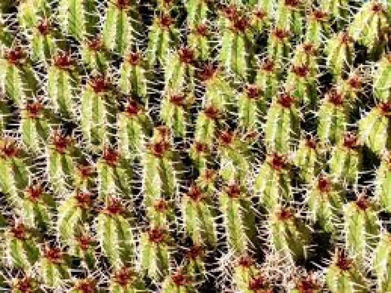 cactus_atlas