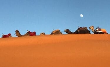 Excursion au départ de Ouarzazate : Le désert de Chgaga & Palmeraie de Draâ