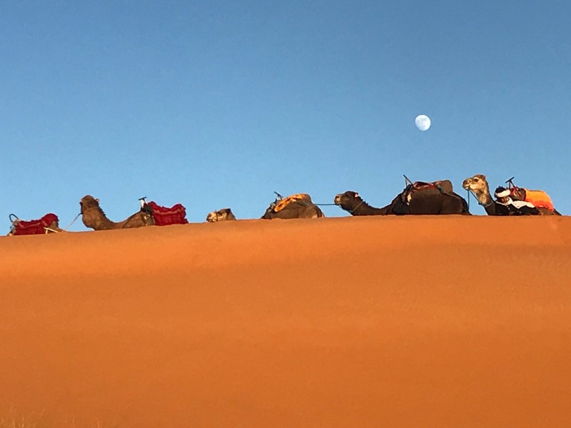 camel_trek_maroc