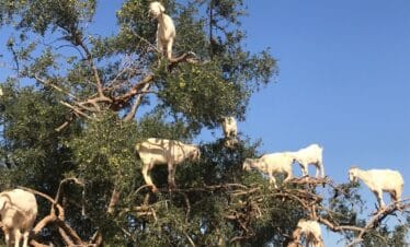 Voyage nature et aventure au Maroc : Essaouira & Les plages
