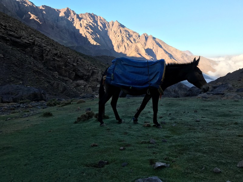 hiking_tour_with_mules