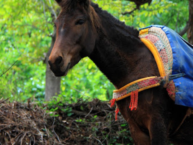 randonnee_avec_mules_en_famille_dans_atlas