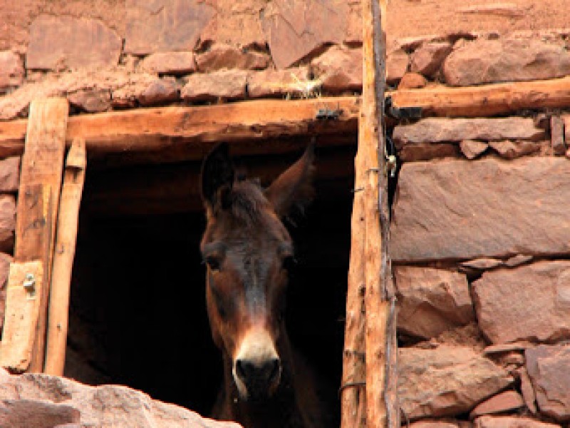 randonnee_en_famille_avec_mules_dans_atlas