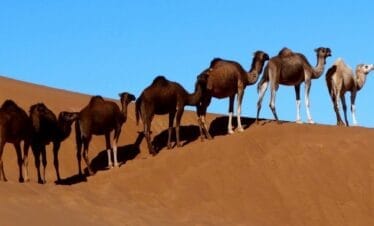 Las dunas del Erg Chebbi desde Marrakech